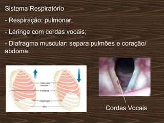 - Respiração: pulmonar;
- Laringe com cordas vocais;
- Diafragma muscular: separa pulmões e coração/
abdome.
Sistema Respiratório
Cordas Vocais
 