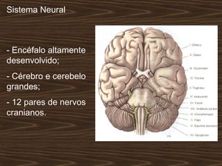- Encéfalo altamente
desenvolvido;
- Cérebro e cerebelo
grandes;
- 12 pares de nervos
cranianos.
Sistema Neural
 