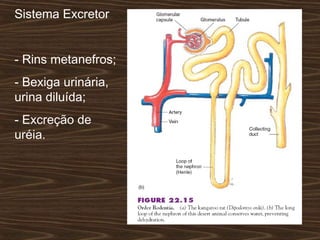 Sistema Excretor
- Rins metanefros;
- Bexiga urinária,
urina diluída;
- Excreção de
uréia.
 