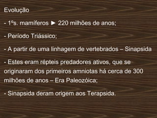 Evolução
- 1ºs. mamíferos ► 220 milhões de anos;
- Período Triássico;
- A partir de uma linhagem de vertebrados – Sinapsida
- Estes eram répteis predadores ativos, que se
originaram dos primeiros amniotas há cerca de 300
milhões de anos – Era Paleozóica;
- Sinapsida deram origem aos Terapsida.
 