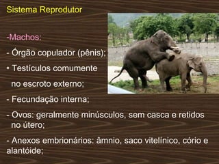 Sistema Reprodutor
-Machos:
- Órgão copulador (pênis);
• Testículos comumente
no escroto externo;
- Fecundação interna;
- Ovos: geralmente minúsculos, sem casca e retidos
no útero;
- Anexos embrionários: âmnio, saco vitelínico, cório e
alantóide;
 