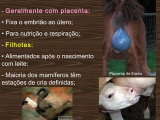 - Geralmente com placenta:
• Fixa o embrião ao útero;
• Para nutrição e respiração;
- Filhotes:
• Alimentados após o nascimento
com leite;
- Maioria dos mamíferos têm
estações de cria definidas;
Placenta de lhama
 