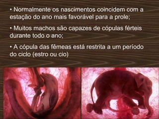 • Normalmente os nascimentos coincidem com a
estação do ano mais favorável para a prole;
• Muitos machos são capazes de cópulas férteis
durante todo o ano;
• A cópula das fêmeas está restrita a um período
do ciclo (estro ou cio)
 