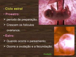 - Ciclo estral
• Proestro:
 período de preparação;
 Crescem os folículos
ovarianos.
• Estro:
 Quando ocorre o pareamento;
 Ocorre a ovulação e a fecundação.
Ovulação
 