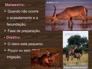 Metaestro:
 Quando não ocorre
o acasalamento e a
fecundação;
 Fase de preparação.
• Diestro:
 O útero está pequeno;
 Pouco ou sem
irrigação.
Kobus ellipsiprymnus
 