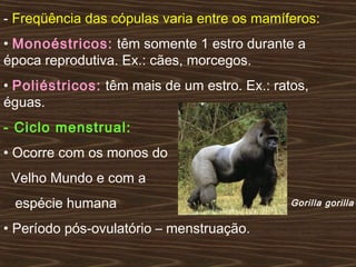 - Freqüência das cópulas varia entre os mamíferos:
• Monoéstricos: têm somente 1 estro durante a
época reprodutiva. Ex.: cães, morcegos.
• Poliéstricos: têm mais de um estro. Ex.: ratos,
éguas.
- Ciclo menstrual:
• Ocorre com os monos do
Velho Mundo e com a
espécie humana
• Período pós-ovulatório – menstruação.
Gorilla gorilla
 