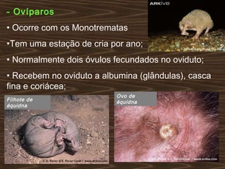 - Ovíparos
• Ocorre com os Monotrematas
•Tem uma estação de cria por ano;
• Normalmente dois óvulos fecundados no oviduto;
• Recebem no oviduto a albumina (glândulas), casca
fina e coriácea;
Ovo de
équidnaFilhote de
équidna
 
