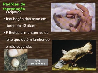 Padrões de
reprodução
- Ovíparos
• Incubação dos ovos em
torno de 12 dias;
• Filhotes alimentam-se de
leite que obtêm lambendo
e não sugando.
Ovo
ornitorrinco
 