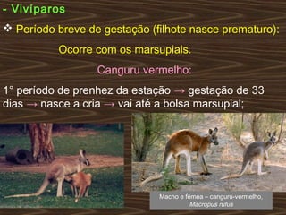 - Vivíparos
 Período breve de gestação (filhote nasce prematuro):
Ocorre com os marsupiais.
Canguru vermelho:
1° período de prenhez da estação → gestação de 33
dias → nasce a cria → vai até a bolsa marsupial;
Macho e fêmea – canguru-vermelho,
Macropus rufus
 