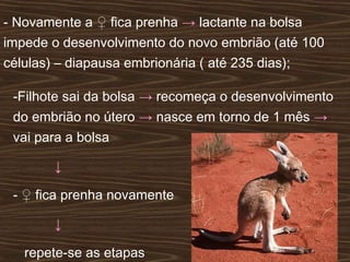 - Novamente a ♀ fica prenha → lactante na bolsa
impede o desenvolvimento do novo embrião (até 100
células) – diapausa embrionária ( até 235 dias);
-Filhote sai da bolsa → recomeça o desenvolvimento
do embrião no útero → nasce em torno de 1 mês →
vai para a bolsa
↓
- ♀ fica prenha novamente
↓
repete-se as etapas
 