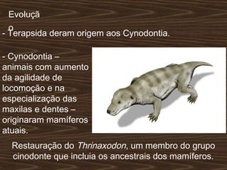 Restauração do Thrinaxodon, um membro do grupo
cinodonte que incluia os ancestrais dos mamíferos.
- Terapsida deram origem aos Cynodontia.
Evoluçã
o
- Cynodontia –
animais com aumento
da agilidade de
locomoção e na
especialização das
maxilas e dentes –
originaram mamíferos
atuais.
 