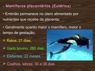 - Mamíferos placentários (Eutérios)
• Embrião permanece no útero alimentado por
nutrientes que recebe da placenta;
• Geralmente quanto maior o mamífero, maior o
tempo de gestação;
 Ratos: 21 dias;
 Gado bovino: 280 dias;
 Elefantes: 22 meses.
 Coelhos, lebres: 30 a 36 dias
 