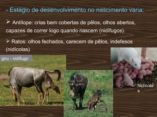 - Estágio de desenvolvimento no nascimento varia:
 Antílope: crias bem cobertas de pêlos, olhos abertos,
capazes de correr logo quando nascem (nidífugos).
 Ratos: olhos fechados, carecem de pêlos, indefesos
(nidícolas)
Nidícola
s
gnu - nidífugo
 
