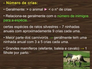 - Número de crias:
• Geralmente: > o animal ► < o n° de crias
• Relaciona-se geralmente com o número de inimigos
para a espécie.
certas espécies de ratos silvestres – 7 ninhadas
anuais com aproximadamente 9 crias cada uma.
• Maior parte dos carnívoros → geralmente tem uma
ninhada anual com 3 a 5 crias cada uma.
• Grandes mamíferos (elefante, baleia e cavalo) → 1
filhote por parto.
 