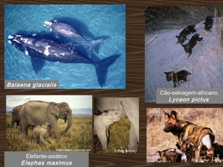 Balaena glacialis
Cão-selvagem-africano,
Lycaon pictus
Elefante-asiático
Elephas maximus
 