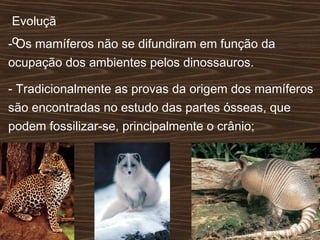 Evoluçã
o- Os mamíferos não se difundiram em função da
ocupação dos ambientes pelos dinossauros.
- Tradicionalmente as provas da origem dos mamíferos
são encontradas no estudo das partes ósseas, que
podem fossilizar-se, principalmente o crânio;
 