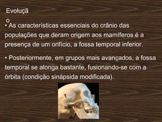 • As características essenciais do crânio das
populações que deram origem aos mamíferos é a
presença de um orifício, a fossa temporal inferior.
• Posteriormente, em grupos mais avançados, a fossa
temporal se alonga bastante, fusionando-se com a
órbita (condição sinápsida modificada).
Evoluçã
o
 