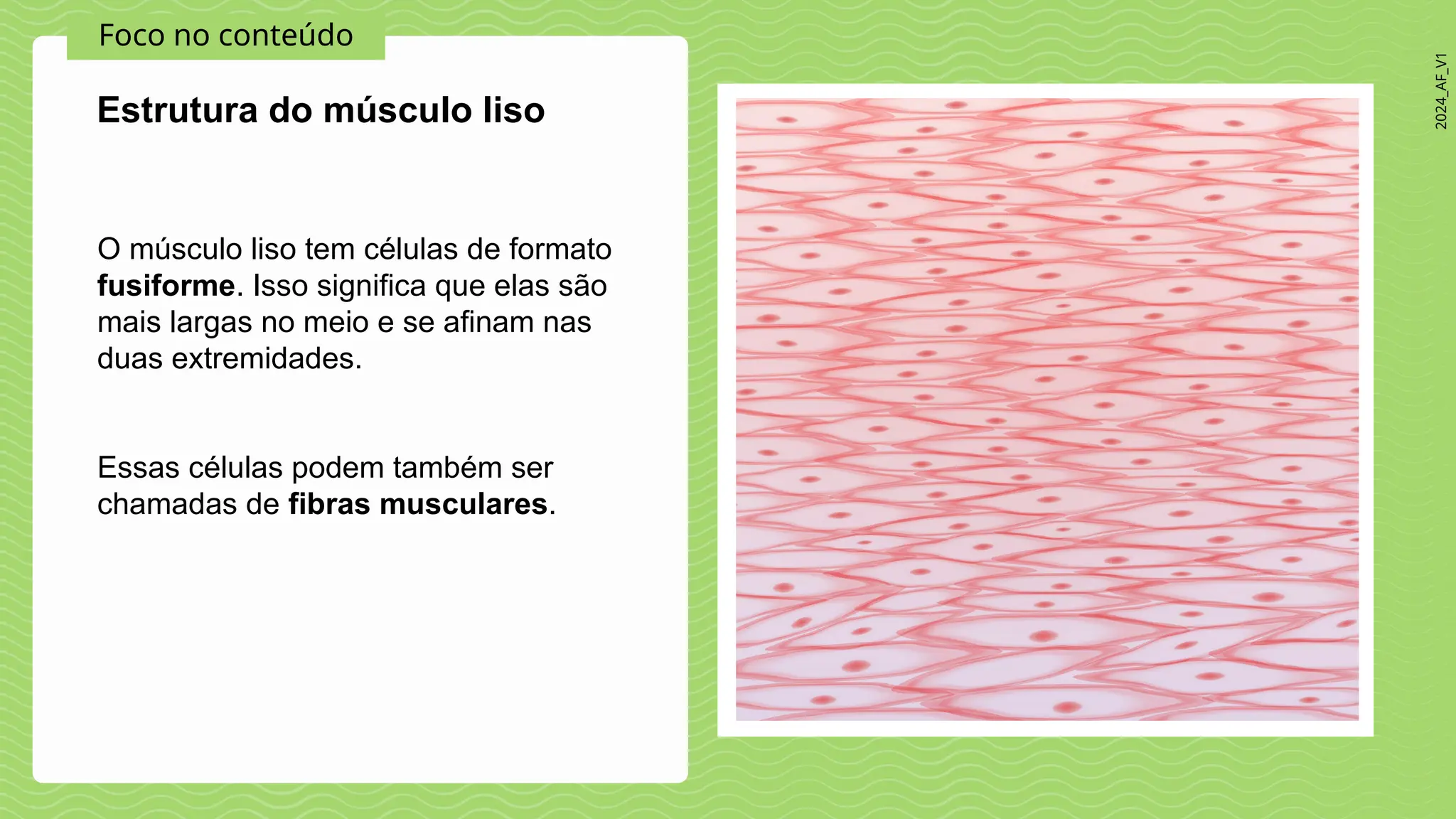 Partes Do Musculo Liso Sistema Muscular Ppt