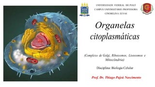 UNIVERSIDADE FEDERAL DO PIAUÍ
CAMPUS UNIVERSITÁRIO PROFESSORA
CINOBELINA ELVAS
Organelas
citoplasmáticas
(Complexo de Golgi, Ribossomos, Lisossomos e
Mitocôndria)
Disciplina: Biologia Celular
Prof. Dr. Thiago Pajeú Nascimento
 