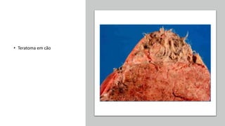 • Teratoma em cão
 