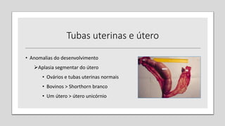 Tubas uterinas e útero
• Anomalias do desenvolvimento
Aplasia segmentar do útero
• Ovários e tubas uterinas normais
• Bovinos > Shorthorn branco
• Um útero > útero unicórnio
 