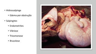 • Hidrossalpinge
• Edema por obstrução
• Salpingites
• Endometrites
• Vibriose
• Tricomonose
• Brucelose
 
