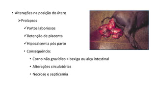 • Alterações na posição do útero
Prolapsos
Partos laboriosos
Retenção de placenta
Hipocalcemia pós parto
• Consequência:
• Corno não gravídico > bexiga ou alça intestinal
• Alterações circulatórias
• Necrose e septicemia
 