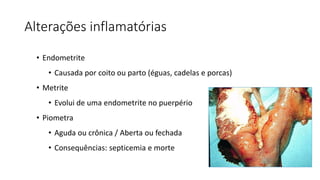 Alterações inflamatórias
• Endometrite
• Causada por coito ou parto (éguas, cadelas e porcas)
• Metrite
• Evolui de uma endometrite no puerpério
• Piometra
• Aguda ou crônica / Aberta ou fechada
• Consequências: septicemia e morte
 