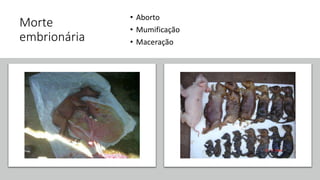 Morte
embrionária
• Aborto
• Mumificação
• Maceração
 