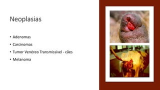 Neoplasias
• Adenomas
• Carcinomas
• Tumor Venéreo Transmissível - cães
• Melanoma
 