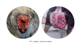 TVT – maligno – comum em cadelas
 
