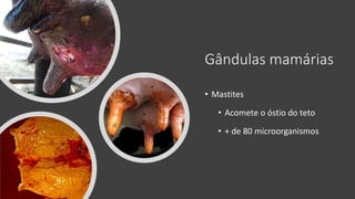 Gândulas mamárias
• Mastites
• Acomete o óstio do teto
• + de 80 microorganismos
 