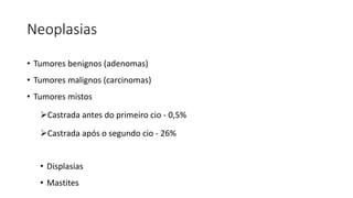 Neoplasias
• Tumores benignos (adenomas)
• Tumores malignos (carcinomas)
• Tumores mistos
Castrada antes do primeiro cio - 0,5%
Castrada após o segundo cio - 26%
• Displasias
• Mastites
 