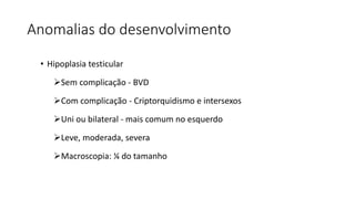 Anomalias do desenvolvimento
• Hipoplasia testicular
Sem complicação - BVD
Com complicação - Criptorquidismo e intersexos
Uni ou bilateral - mais comum no esquerdo
Leve, moderada, severa
Macroscopia: ¼ do tamanho
 