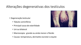 Alterações degenerativas dos testículos
• Degeneração testicular
• Túbulos seminíferos
• Principal causa de esterilidade
• Uni ou bilateral
• Macroscopia: grande ou ainda menor e flácido
• Causas: temperatura, dermatite escrotal e orquite
 