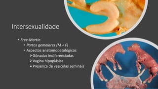 Intersexualidade
• Free-Martin
• Partos gemelares (M + F)
• Aspectos anatomopatológicos
Gônadas indiferenciadas
Vagina hipoplásica
Presença de vesículas seminais
 