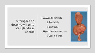Alterações do
desenvolvimento
das glândulas
anexas
• Atrofia da próstata
Senilidade
Castração
• Hiperplasia da próstata
Cães > 4 anos
 
