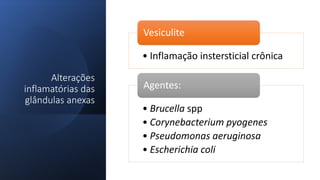Alterações
inflamatórias das
glândulas anexas
• Inflamação instersticial crônica
Vesiculite
• Brucella spp
• Corynebacterium pyogenes
• Pseudomonas aeruginosa
• Escherichia coli
Agentes:
 