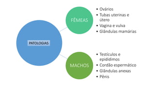 FÊMEAS
• Ovários
• Tubas uterinas e
útero
• Vagina e vulva
• Glândulas mamárias
MACHOS
• Testículos e
epididimos
• Cordão espermático
• Glândulas anexas
• Pênis
PATOLOGIAS
 