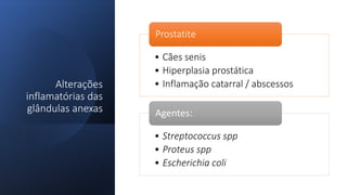 Alterações
inflamatórias das
glândulas anexas
• Cães senis
• Hiperplasia prostática
• Inflamação catarral / abscessos
Prostatite
• Streptococcus spp
• Proteus spp
• Escherichia coli
Agentes:
 