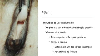 Pênis
• Distúrbios do Desenvolvimento
Hipoplasia por intersexos ou castração precoce
Desvios direcionais
• Todas espécies - cães (osso peniano)
• Bovino e equino
• Defeitos em um dos corpos cavernosos
• Persistência do frênulo
 