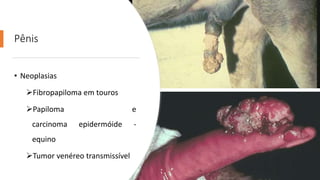 Pênis
• Neoplasias
Fibropapiloma em touros
Papiloma e
carcinoma epidermóide -
equino
Tumor venéreo transmissível
 