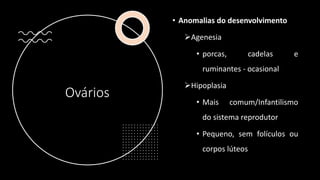 Ovários
• Anomalias do desenvolvimento
Agenesia
• porcas, cadelas e
ruminantes - ocasional
Hipoplasia
• Mais comum/Infantilismo
do sistema reprodutor
• Pequeno, sem folículos ou
corpos lúteos
 