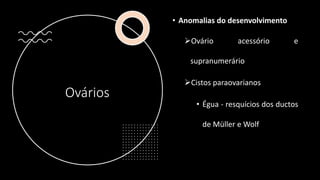 Ovários
• Anomalias do desenvolvimento
Ovário acessório e
supranumerário
Cistos paraovarianos
• Égua - resquícios dos ductos
de Müller e Wolf
 