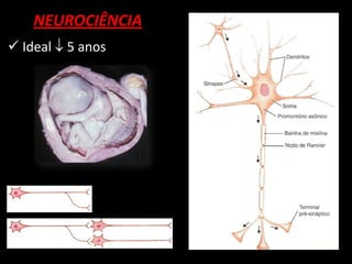 NEUROCIÊNCIA
 Ideal  5 anos
 