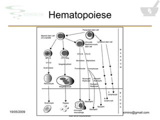 Hematopoiese 