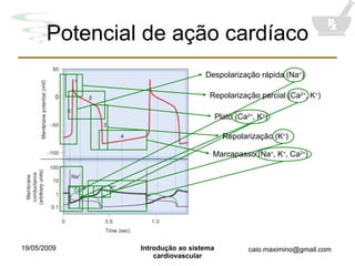Potencial de ação cardíaco Despolarização rápida (Na + ) Repolarização parcial (Ca 2+ , K + ) Platô (Ca 2+ , K + ) Repolarização (K + ) Marcapasso (Na + , K + , Ca 2+ ) 