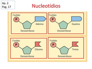 Nucleotídios
Ap. 2
Pag. 17
 