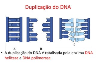 Duplicação do DNA
• A duplicação do DNA é catalisada pela enzima DNA
helicase e DNA polimerase.
 