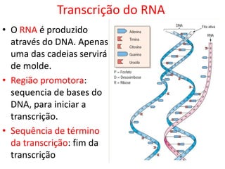 Transcrição do RNA
• O RNA é produzido
através do DNA. Apenas
uma das cadeias servirá
de molde.
• Região promotora:
sequencia de bases do
DNA, para iniciar a
transcrição.
• Sequência de término
da transcrição: fim da
transcrição
 
